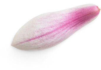 Magnolia Petal