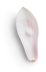 Magnolia Petal