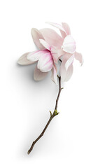 Magnolia with Branch © Custom Scene