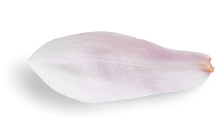 Magnolia Petal