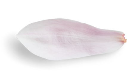 Magnolia Petal
