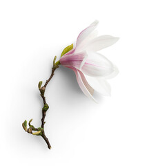 Magnolia with Shortbranch © Custom Scene