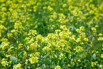 Background of yellow rapeseed or canola flowers. Canola field, blooming canola flowers close-up. Bright yellow rapeseed oil. blooming rapeseed