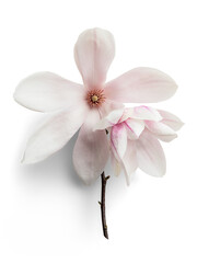 Magnolia with Shortbranch © Custom Scene