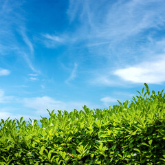 Obraz premium Close-up of green leaves of a hedge against a blue sky with clouds and copy space, photography.