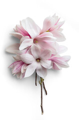 Fototapeta na wymiar Magnolias Bouquet