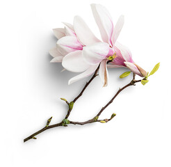 Magnolias with Branches