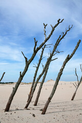 moving sand dune and dead trees in Slowinski National Park, Leba, northern Poland