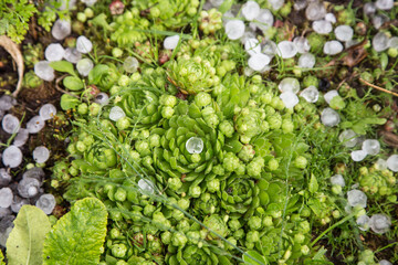 Hail after hailstorm on green plant in garden close up. Ice balls after spring summer thunderstorm