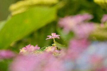 紫陽花の花