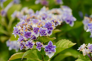 紫陽花の花