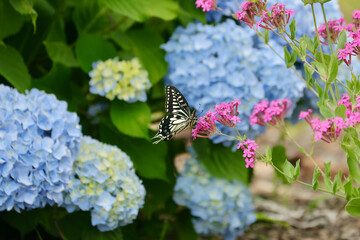 紫陽花の花と蝶