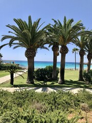 palm trees on the beach