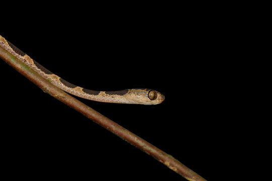 Riemennatter (Imantodes cenchoa) Baumschlange auf Ast im Nebelwald Ecuadors
