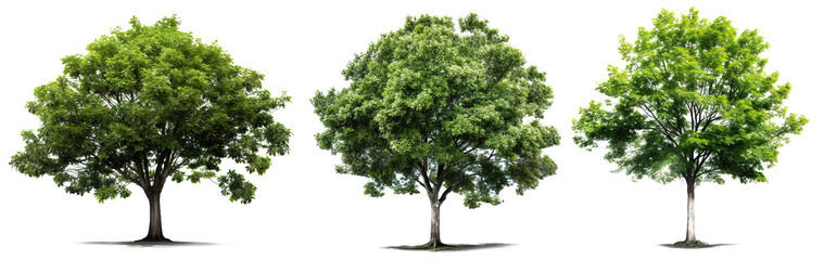 a set of bushy green trees with leaves on transparent background