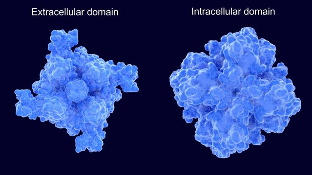 The transient receptor potential channel TRPM7 , opening and closing its cation channel. View from the extracellular (left) and intracellular (right) side. Loopable animation. 