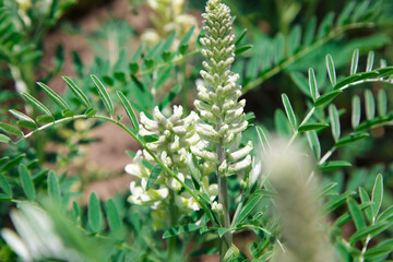 Astragalus close-up. Also called milk vetch, goat's-thorn or vine-like. Spring green background....