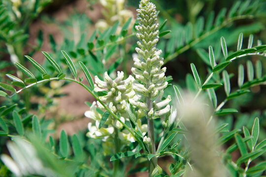 Astragalus close-up. Also called milk vetch, goat's-thorn or vine-like. Spring green background. Wild plant