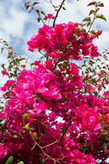 Beautiful pink flowers against the blue sky. Close-up. Nature background.