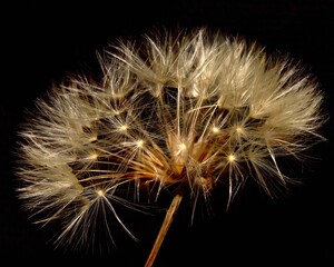 dandelion seeds on black background 