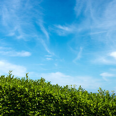 Close-up of green leaves of a hedge against a blue sky with clouds and copy space, photography.