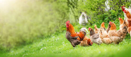 Beautiful Rooster and hens standing on the grass in blurred nature green background - obrazy, fototapety, plakaty
