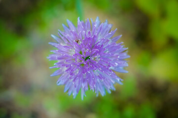 Overhead shot of flowering chive
