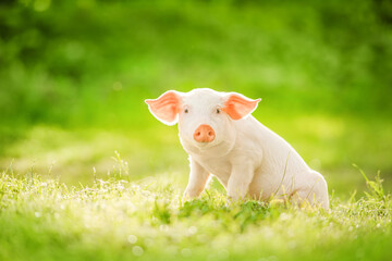 Cute piglet sitting on a green field. Funny animals emotions.