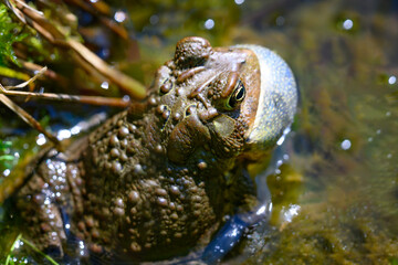Spring and rising temperatures bring the toads to the pond where they call for a mate.  Toads at Aqua-Terra Wilderness Area in Upstate NY.  Mating calls ring out at the water's edge.  