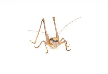 Large female brown katydid. Robust shieldback or shield bearer - Atlanticus gibbosus - Extremely large and thick body long legs and ovipositor. Isolated on white background. front view