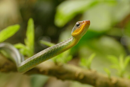 Colubrid-Schlange / Rankenschlange (Chironius monticola) in Nebelwald Ecuadors