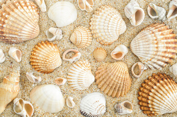 Beautiul seashells on the sand. Beach background. Top view.