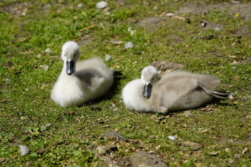 Young Mute Swans (Cygnus olor) Anatidae family. Hanover, Germany, May 29, 2023.