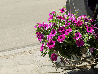 Fototapeta na wymiar Outdoor gardening with flowerpots with petunia flowers