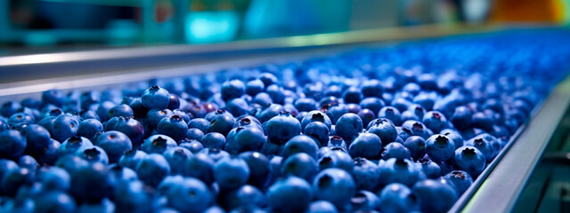Obraz premium blueberries, tape in the food industry, products ready for automatic packaging. Concept with automated food production. Generative AI,