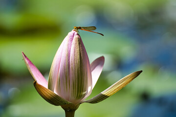 Closeup shot of on dragon fly on waterlily in the botanical garden, Mahe, Seychelles 