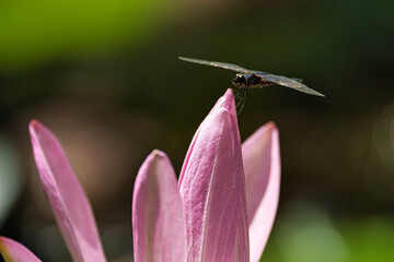 Closeup shot of on dragon fly on waterlily in the botanical garden, Mahe, Seychelles 4