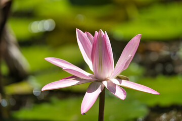 Obraz premium Closeup shot of water Waterlily in the botanical garden, Mahe,Seychelles