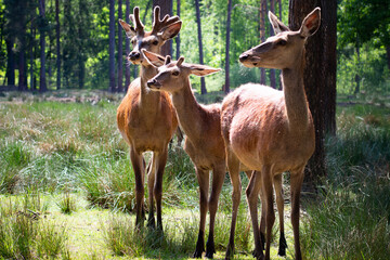 Three young deers standing in high grass in forest. Wild forest animal life.