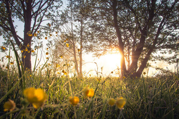 Summer landscape of misty sunrise on meadow. Sunbeams break through of mist and branches trees. Dew drops on green grass and yellow flowers. The fog evaporates from sun and rises.