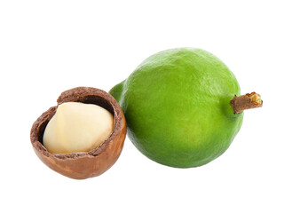 fresh macadamia nuts on transparent png