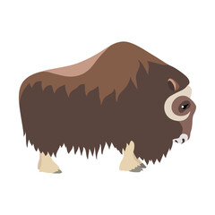 Animal illustration. Standing musk ox in a flat style. Isolated object on a white background. Vector 10 EPS - obrazy, fototapety, plakaty