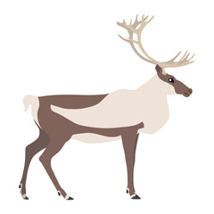 Animal illustration. Standing caribou in a flat style. Isolated object on a white background. Vector 10 EPS