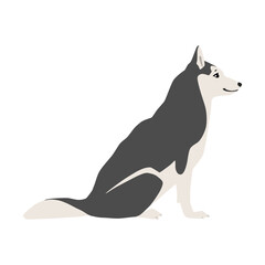 Animal illustration. Sitting siberian husky drawn in a flat style. Isolated object on a white background. Vector 10 EPS © slybrowney