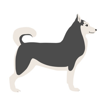 Animal illustration. Siberian husky drawn in a flat style. Isolated object on a white background. Vector 10 EPS