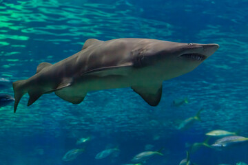 Fototapeta premium Shark swimming