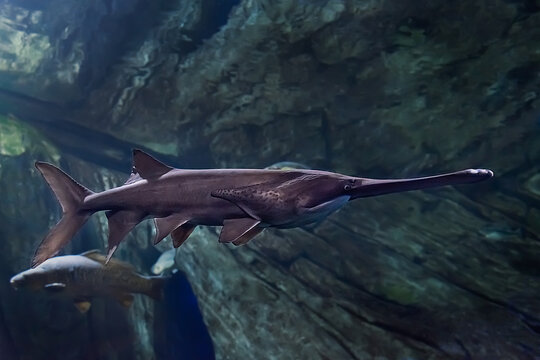 Paddlefish