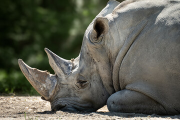 Close up of a rhino © Osmey