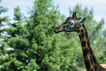 Close up of a giraffe