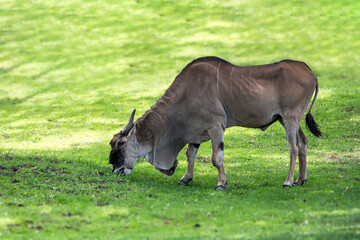 Fototapeta premium Blue wildebeest